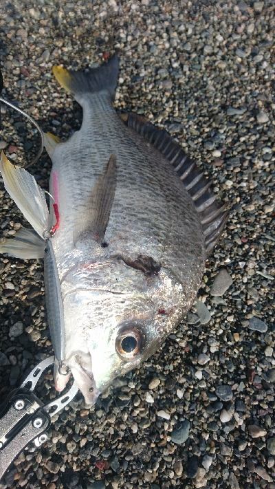 仁淀川河口周辺サーフショアジギング