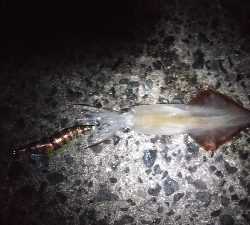 まだ釣れた‼️