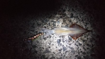 まだ釣れた‼️…