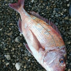 赤い彗星。ショア真鯛とヒラスズキゲット