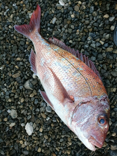 赤い彗星。ショア真鯛とヒラスズキゲット