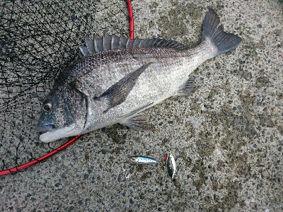 真っ昼間のルアーフィッシング