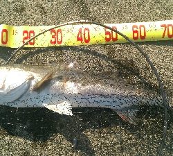 港内サッパ泳がせ釣り