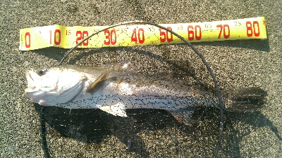 港内サッパ泳がせ釣り