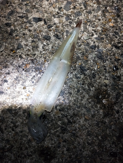 天気良かったので適当に