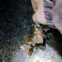 極寒ランガンライトゲーム