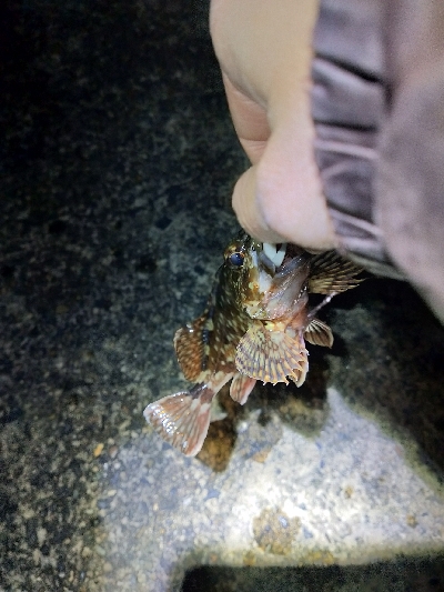 極寒ランガンライトゲーム