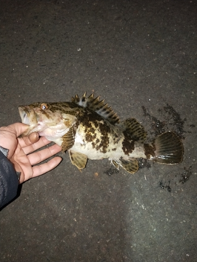 何でもランガン釣行