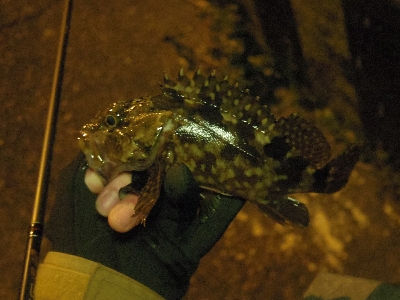 カサゴは裏切らない。