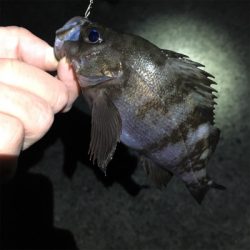 強風でもなんとかキャッチ