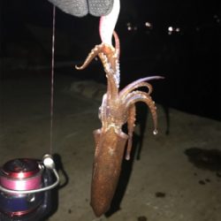 ボウズ逃れのヒイカ1杯σ(^_^;)