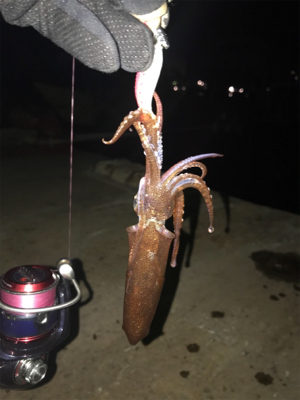 ボウズ逃れのヒイカ1杯σ(^_^;)