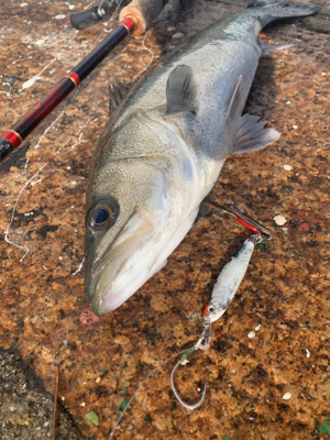 白昼引きずり出した一本