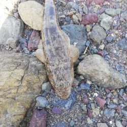 ショアジギング！