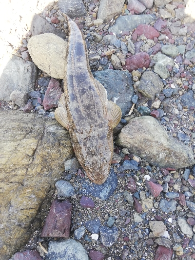 ショアジギング！