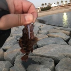 メバリングならず