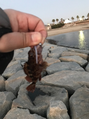 メバリングならず