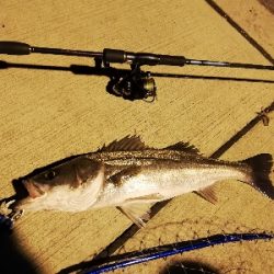 シーバスバトル!!