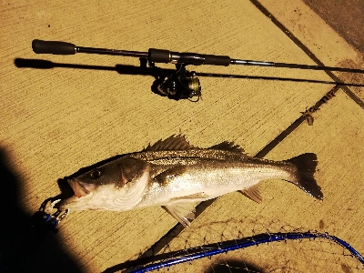 シーバスバトル!!