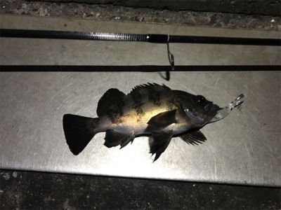 メバルプラッキング夜霧Z