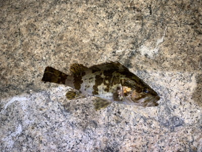 久々のライトゲーム