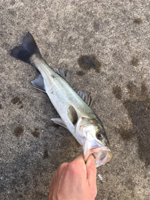 エビ撒き活性は渋く 寒い