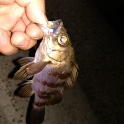 メバル　プラッキング