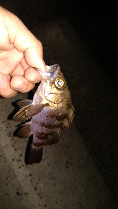 メバル　プラッキング