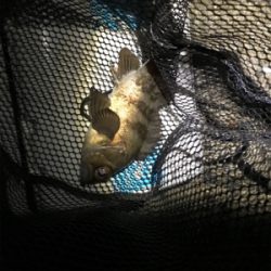 フィッシングショー大阪からのメバリング