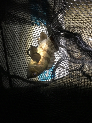 フィッシングショー大阪からのメバリング