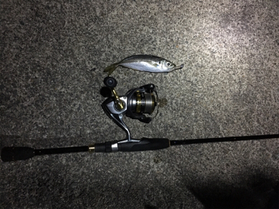 ロックフィッシュからのアジ