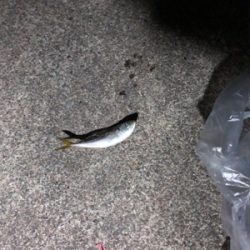 ナイトアジング