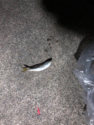 ナイトアジング