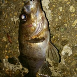 メバルプラッキングゲーム