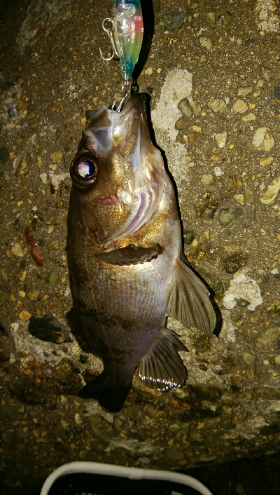 メバルプラッキングゲーム