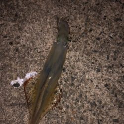 初ヤリイカ（╹◡╹）