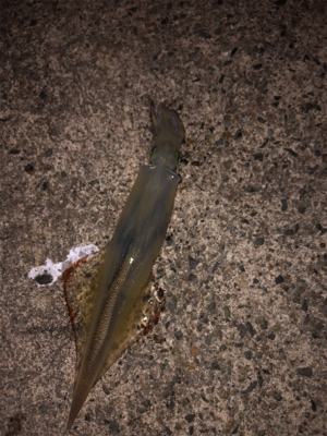 初ヤリイカ（╹◡╹）