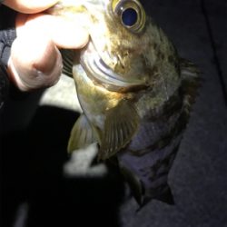 メバリング楽し!