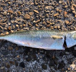 サバゲー、、青物には巡り会えず