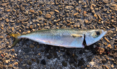 サバゲー、、青物には巡り会えず