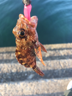 アジキュートでカサゴ