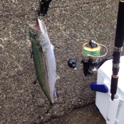 サゴシ60cm×1匹、サゴシ55cm×1匹