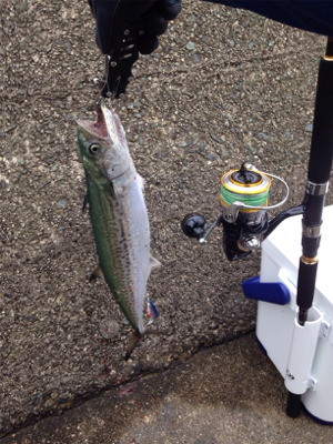 サゴシ60cm×1匹、サゴシ55cm×1匹