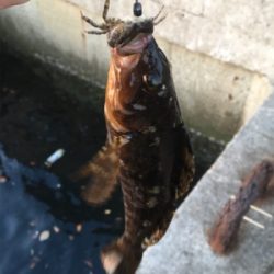 朝マヅメからロックフィッシュ