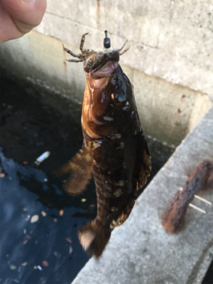 朝マヅメからロックフィッシュ