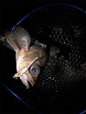 プラグ⁉︎ワーム⁉︎