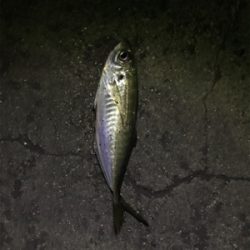 初めての長島釣り