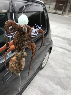 短時間タコ狙い