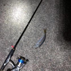 アジはいてます