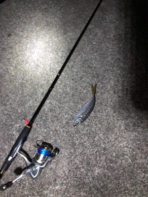 アジはいてます